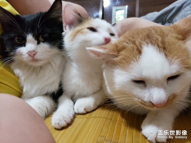 毛茸茸的家伙們