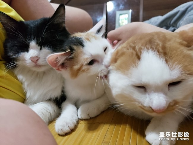 毛茸茸的家伙們