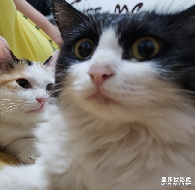 毛茸茸的家伙們