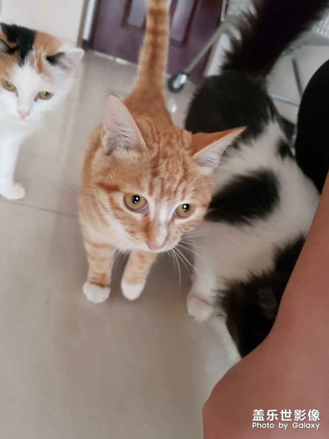 毛茸茸的家伙們