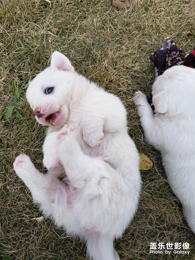 更新一波食堂小狗，真萌