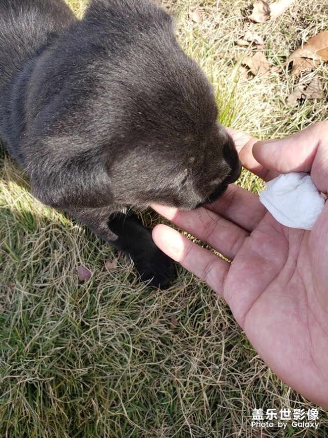 更新一波食堂小狗，真萌