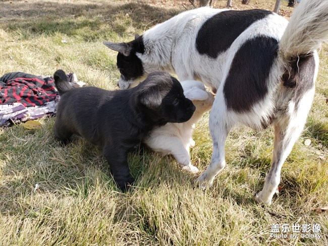 更新一波食堂小狗，真萌