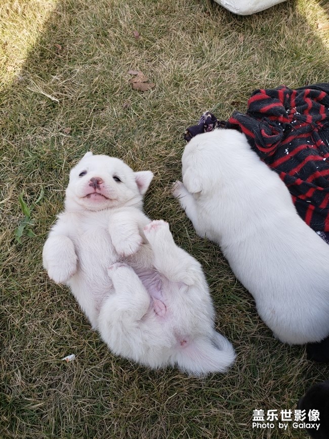 更新一波食堂小狗，真萌