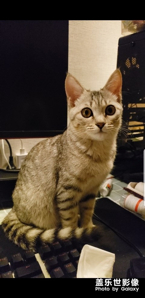 拍的我家貓??