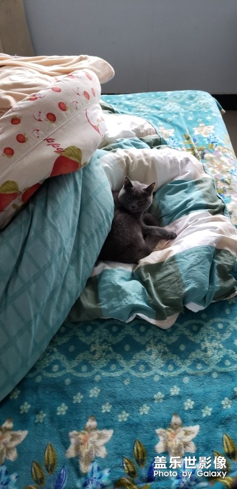 【雙旦驚喜】+小貓咪