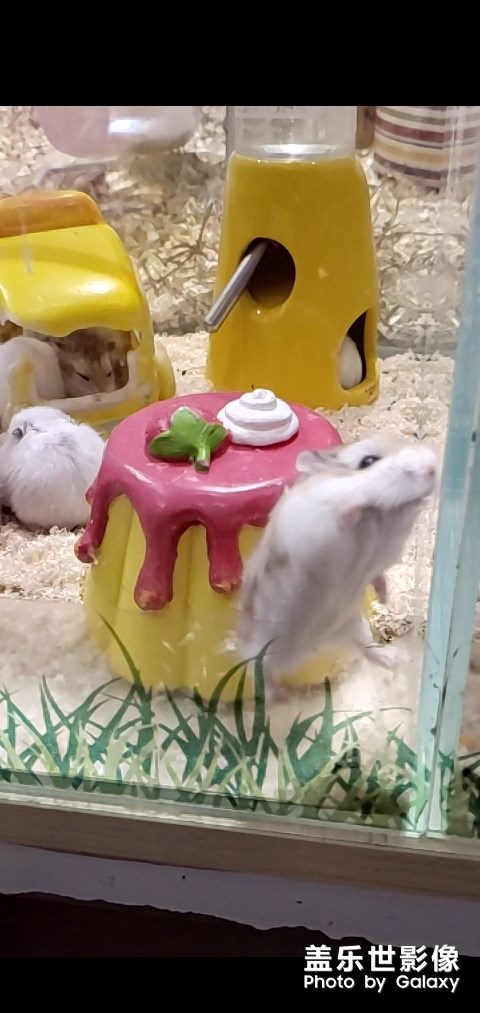 凝時(shí)拍攝太棒了