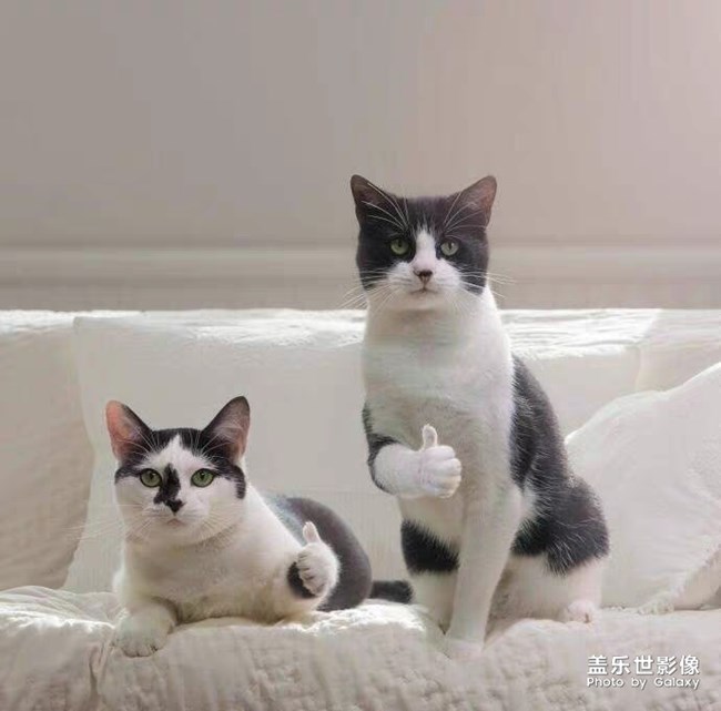 S10+不負眾望