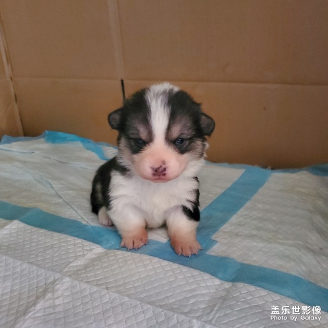 自己家主子，出自note10+