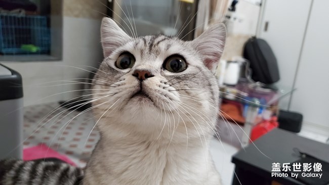 自家的貓總得有幾張帥氣的照片