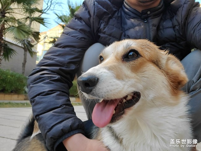 又來了，拍攝自家主子