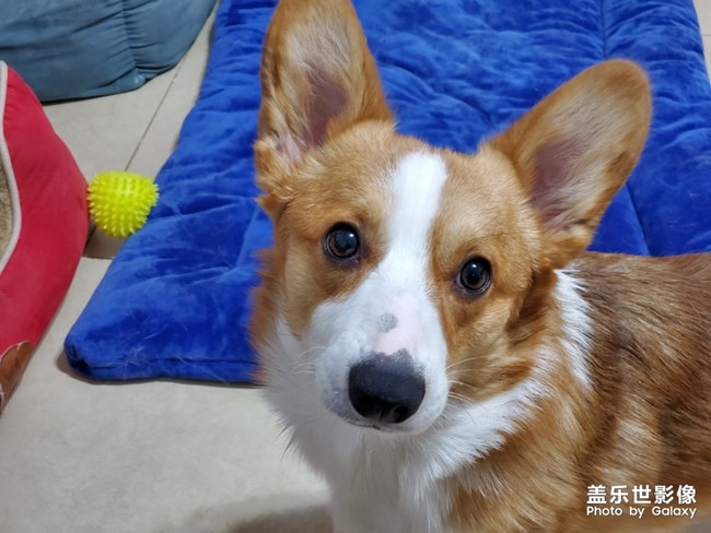 又來了，拍攝自家主子