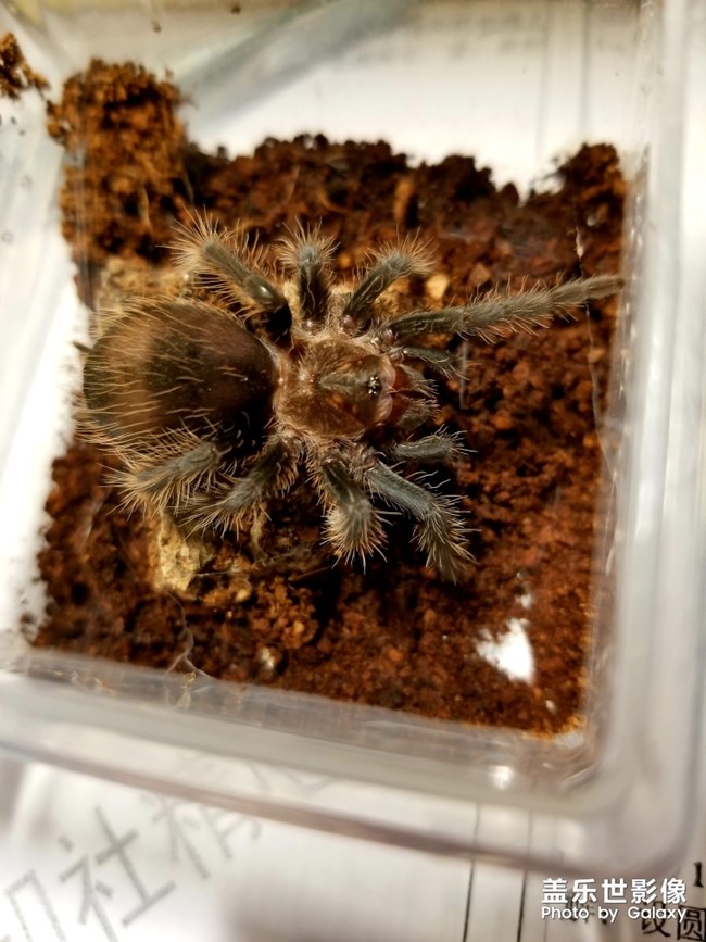 小卷毛，等我回來