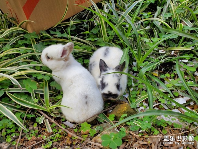 剛出爐的小奶兔……