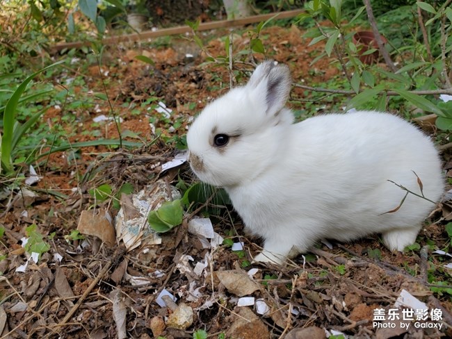 剛出爐的小奶兔……