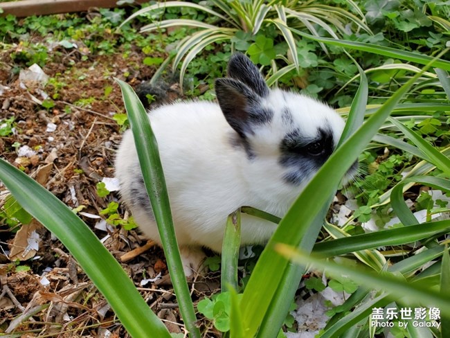 剛出爐的小奶兔……