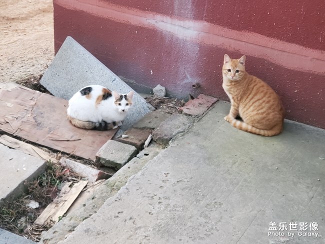 今天小貓咪了??????????????