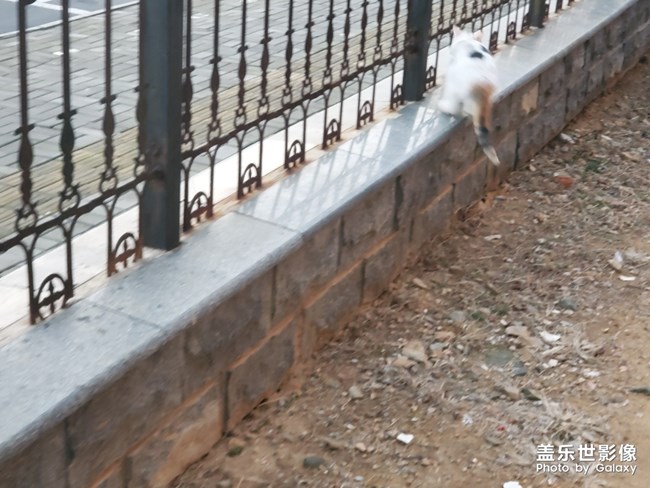 今天小貓咪了??????????????