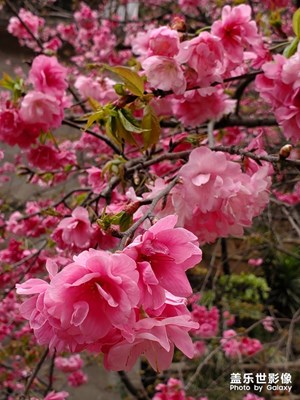 錯(cuò)過的櫻花季