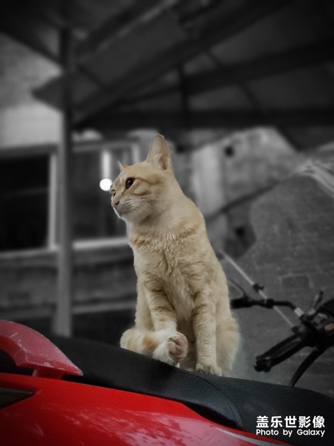 一只貓的陰雨天