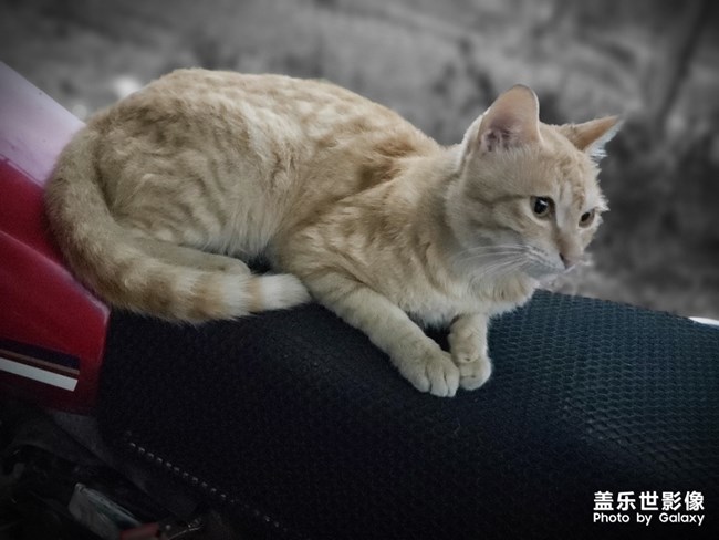 一只貓的陰雨天