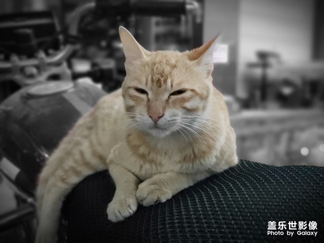 一只貓的陰雨天