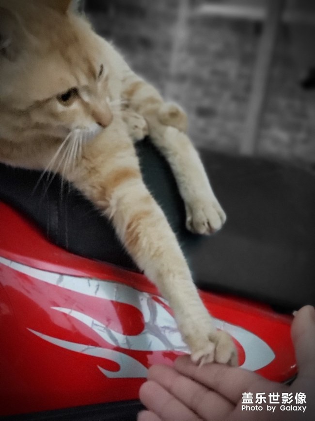 一只貓的陰雨天