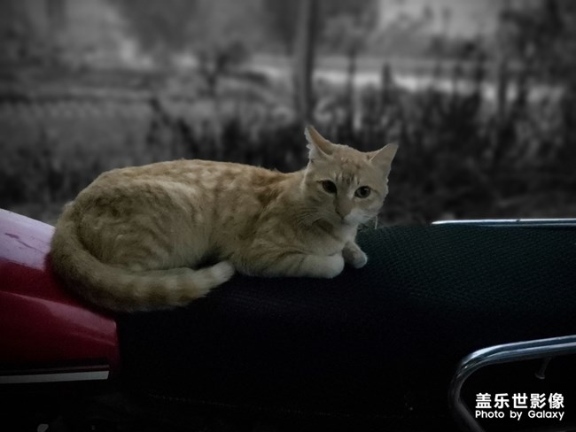 一只貓的陰雨天