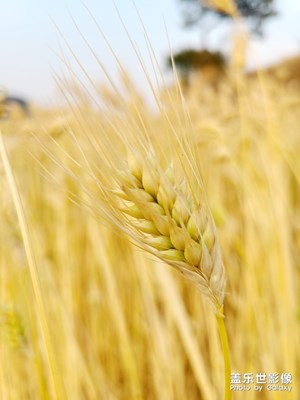 地里的麥子熟了,一片金燦燦