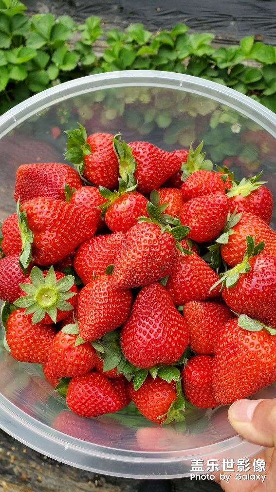 草莓園摘的草莓??