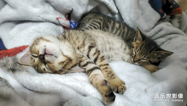 S10依舊給力-擼貓*現(xiàn)場