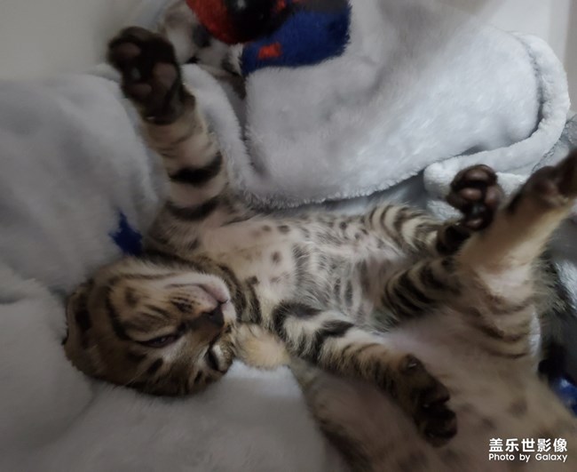 S10依舊給力-擼貓*現(xiàn)場