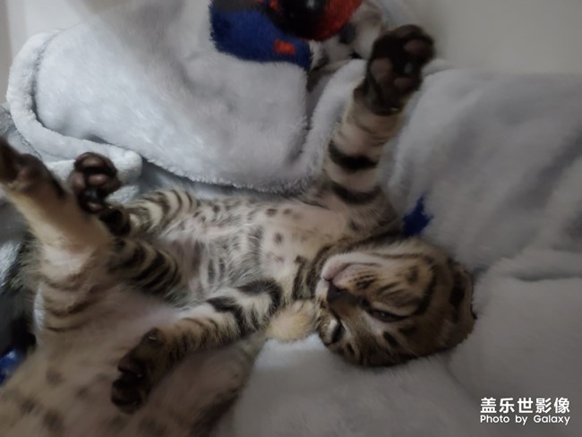 S10依舊給力-擼貓*現(xiàn)場