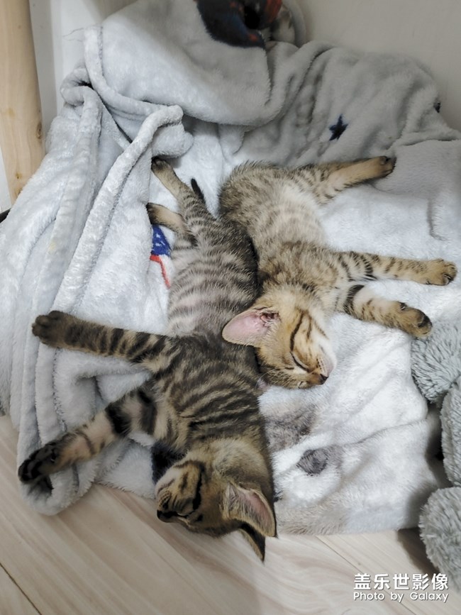 S10依舊給力-擼貓*現(xiàn)場