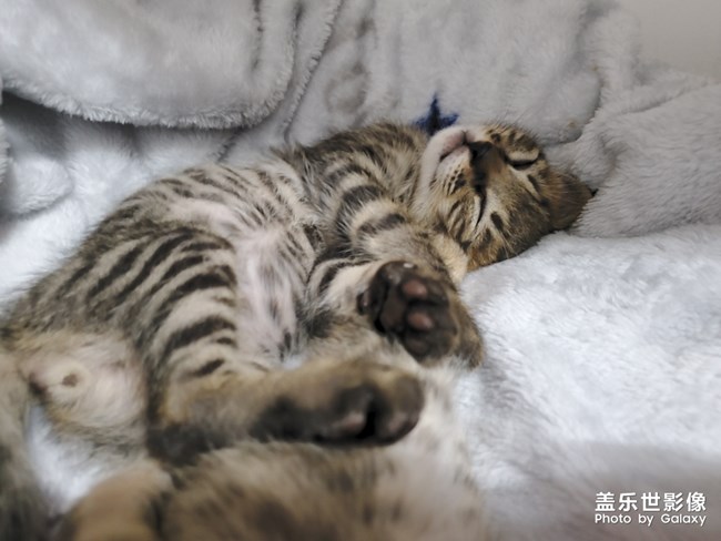 S10依舊給力-擼貓*現(xiàn)場