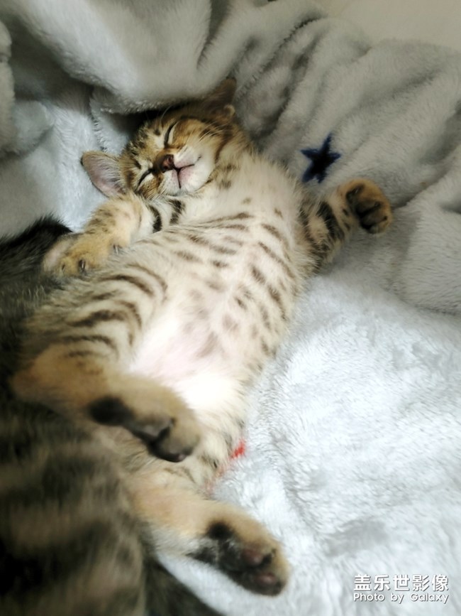 S10依舊給力-擼貓*現(xiàn)場