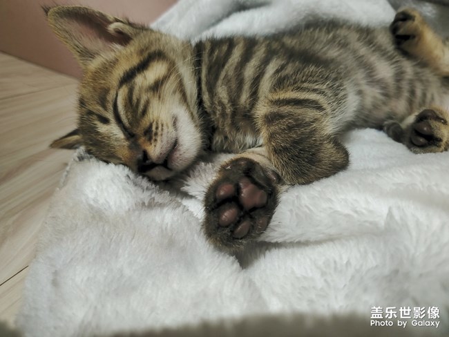 S10依舊給力-擼貓*現(xiàn)場