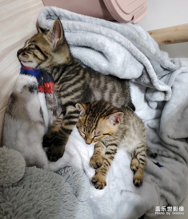 S10依舊給力-擼貓*現(xiàn)場