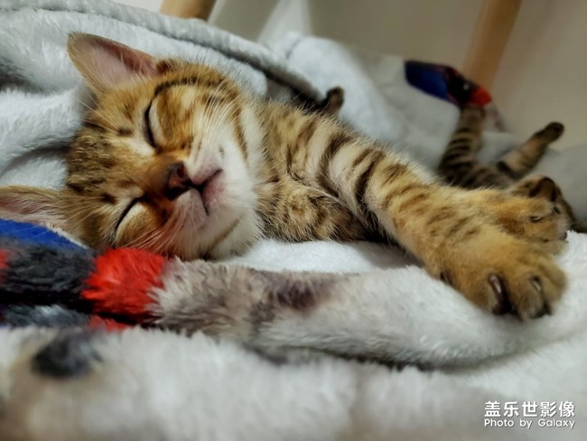 S10依舊給力-擼貓*現(xiàn)場