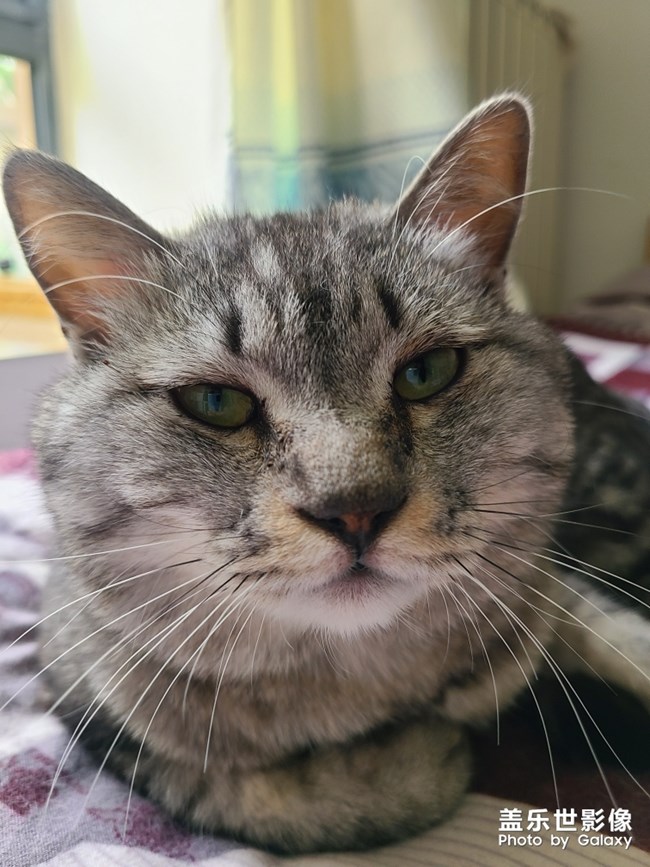 s20+場景自動識別功能真香