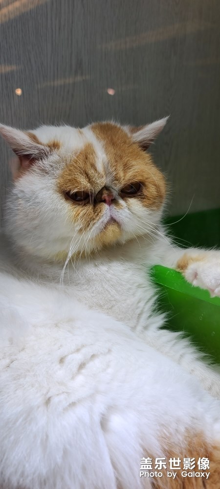 丑丑貓 哈哈哈！