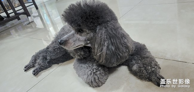 永遠(yuǎn)拍不清楚的仔