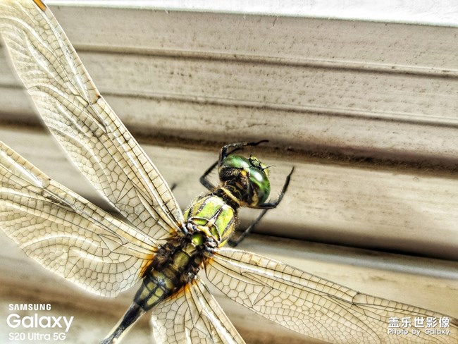 今天公司陽(yáng)臺(tái)發(fā)現(xiàn)一只享受日光浴的小蜻蜓??