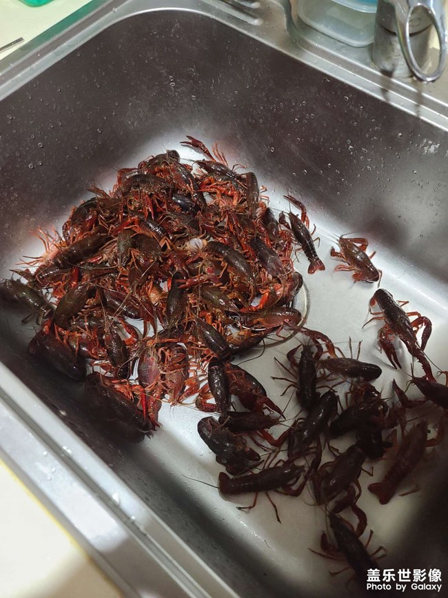 今天給家人做一個(gè)小龍蝦 今天給家人做一個(gè)小龍蝦