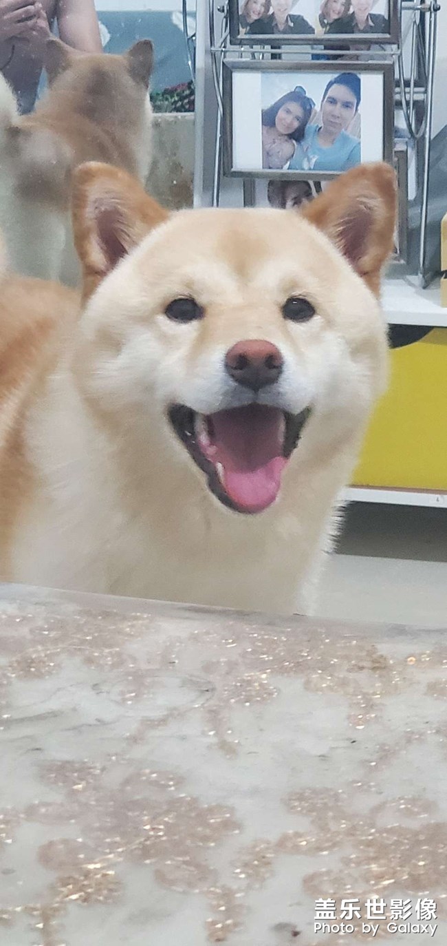 柴犬，雪郎