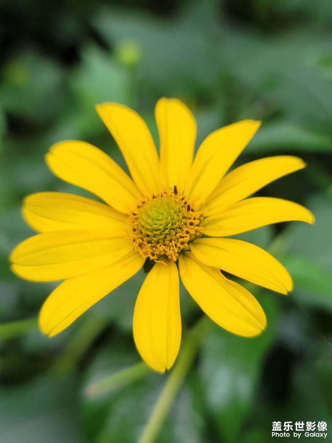 Note20U拍照近焦輪廓模糊