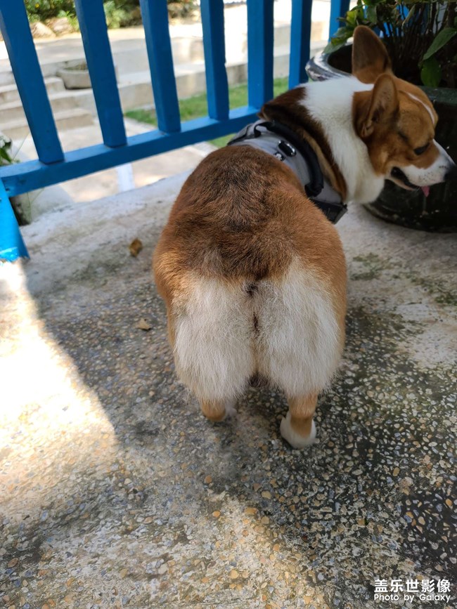 捕獲一只柯基(≧ω≦)/