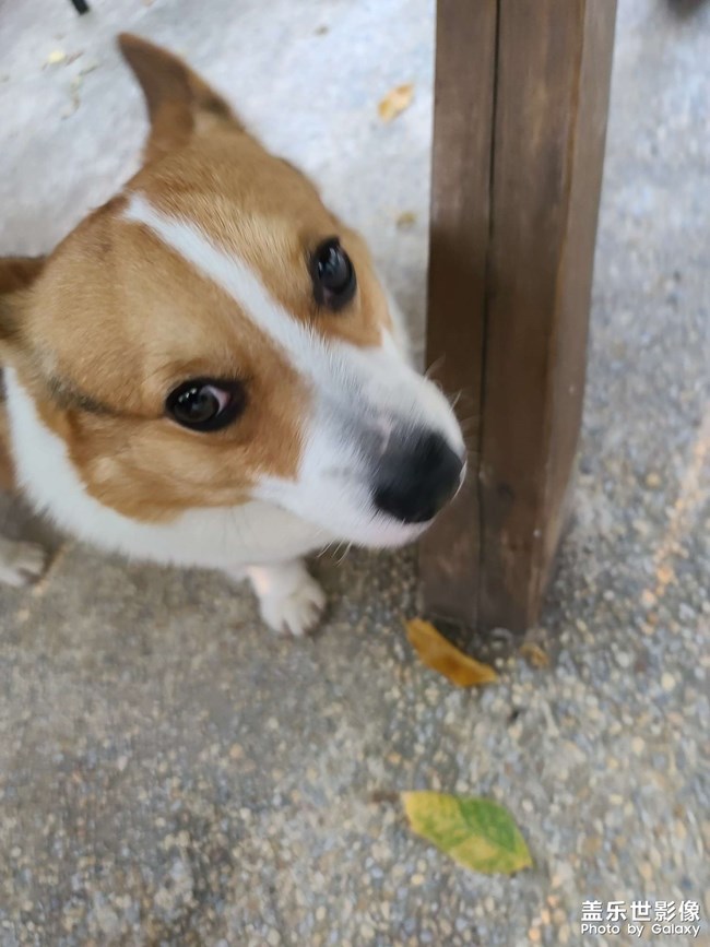 捕獲一只柯基(≧ω≦)/