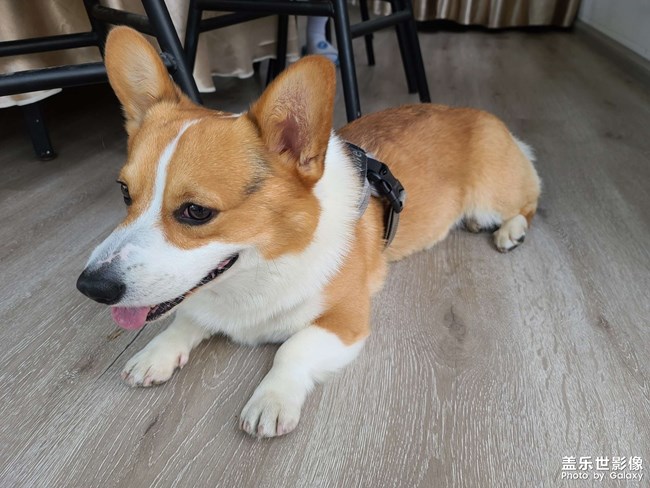 捕獲一只柯基(≧ω≦)/