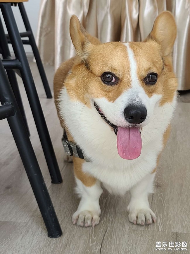 捕獲一只柯基(≧ω≦)/